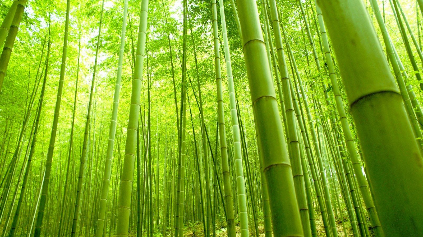 Bamboo Planting