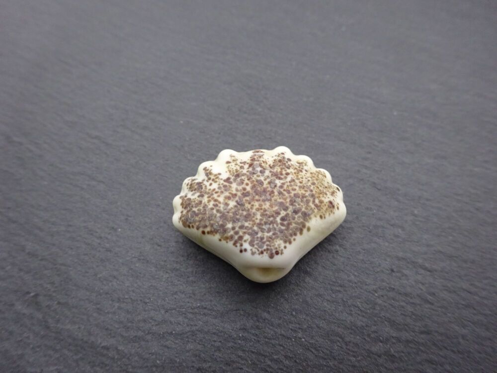 ivory shell