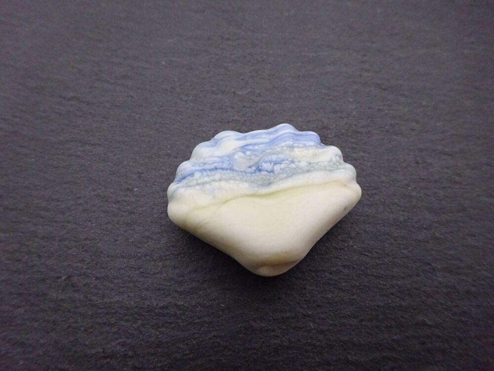 beach sea shell