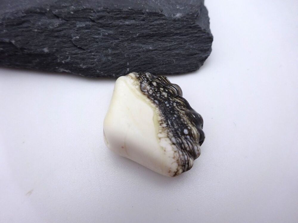 ivory and black sea shell