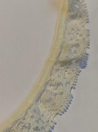 Cream Gathered Lace 40p per metre