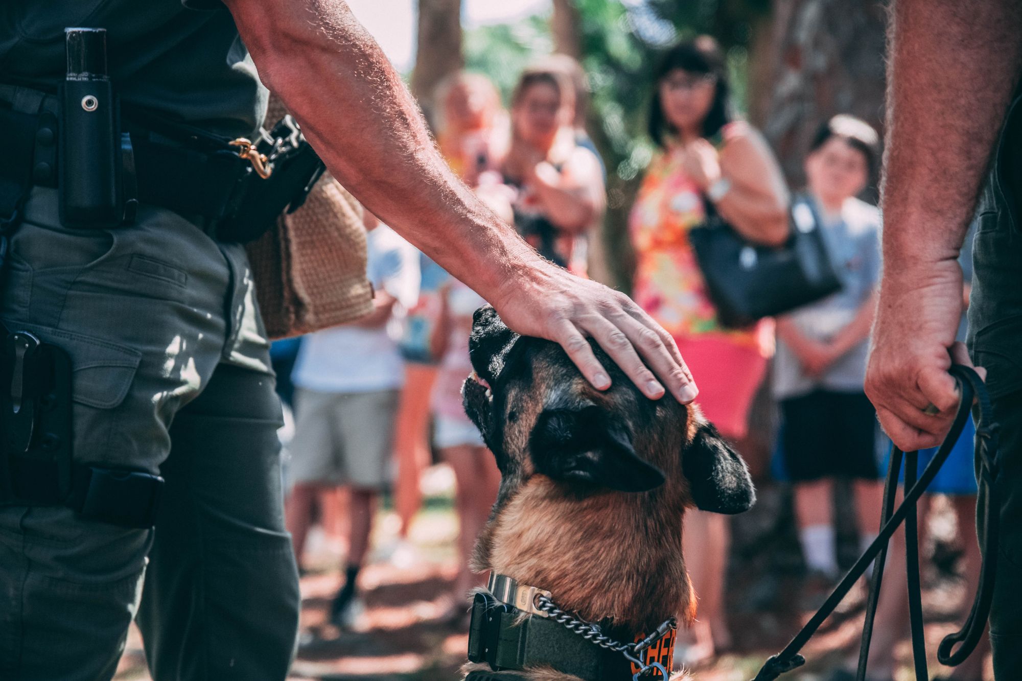 police search with sniffer dog 