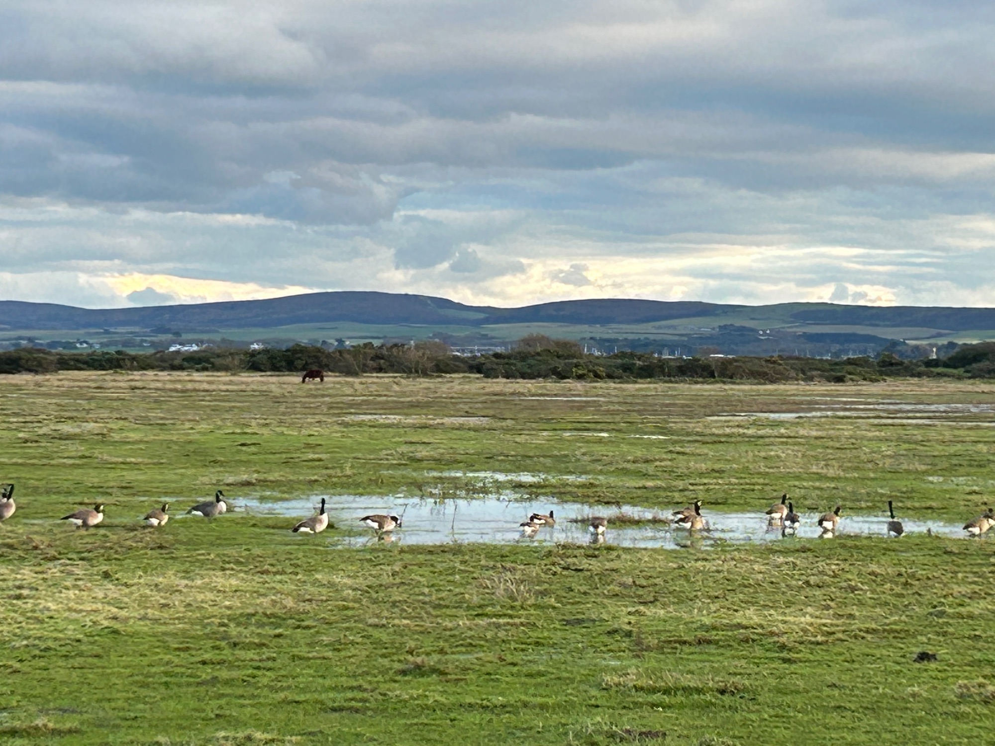 Birds and ponies on marshy green grass with low hills and a cloudy sky in the background