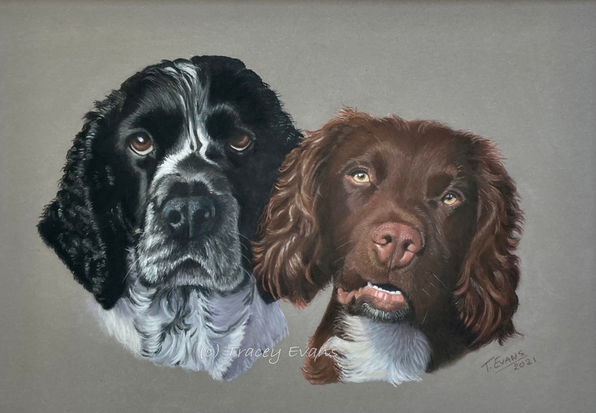 Cocker Spaniel