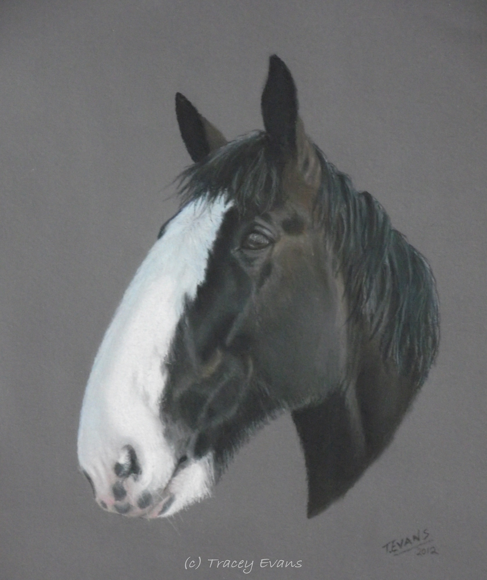 Shire Horse
