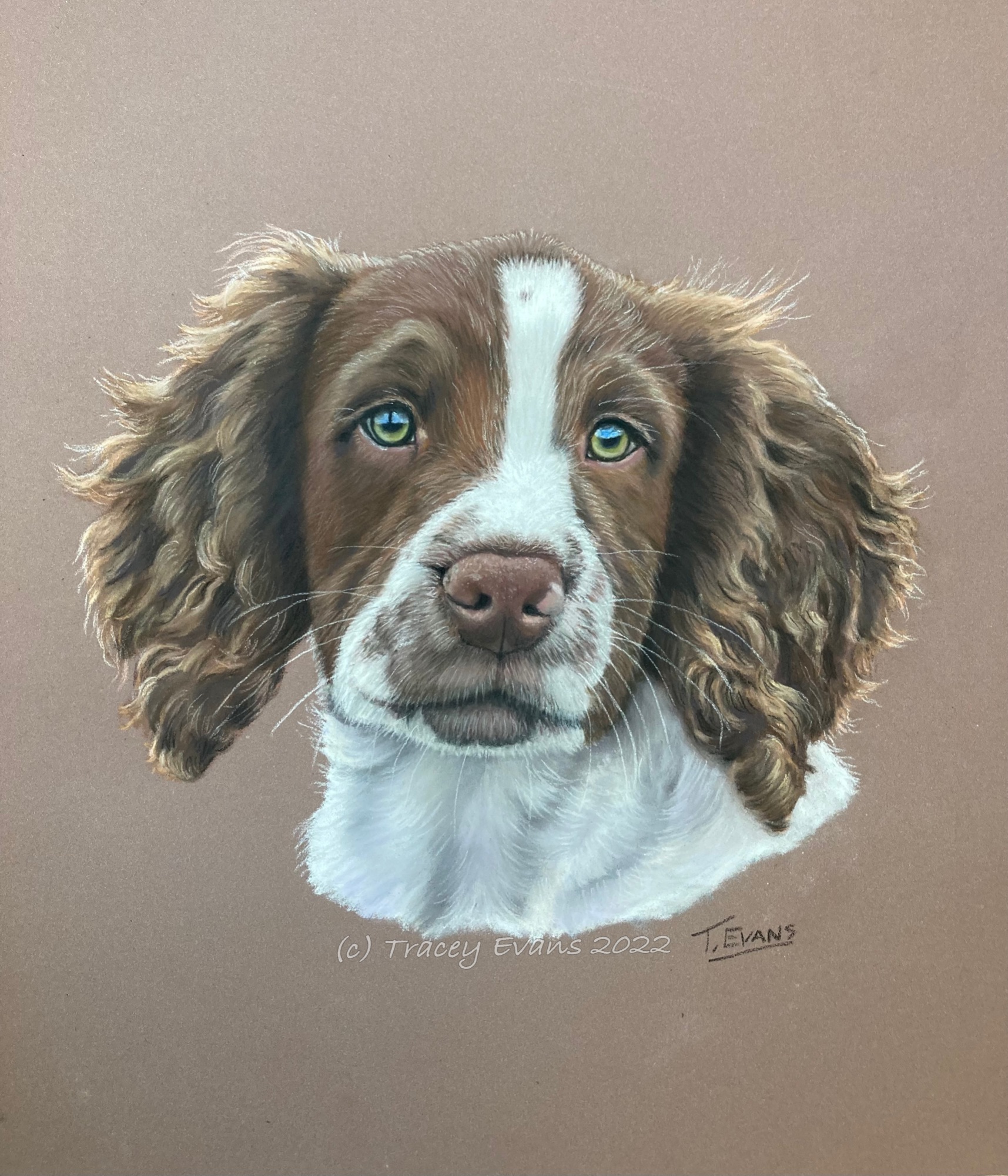 Spaniel Puppy