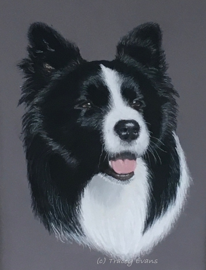 Collie , Border Collie