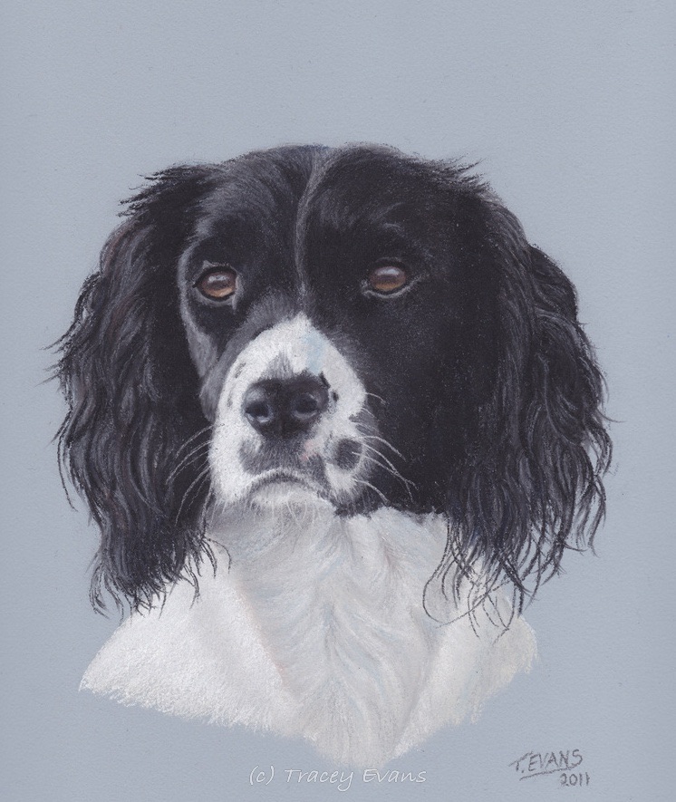 Springer Spaniel