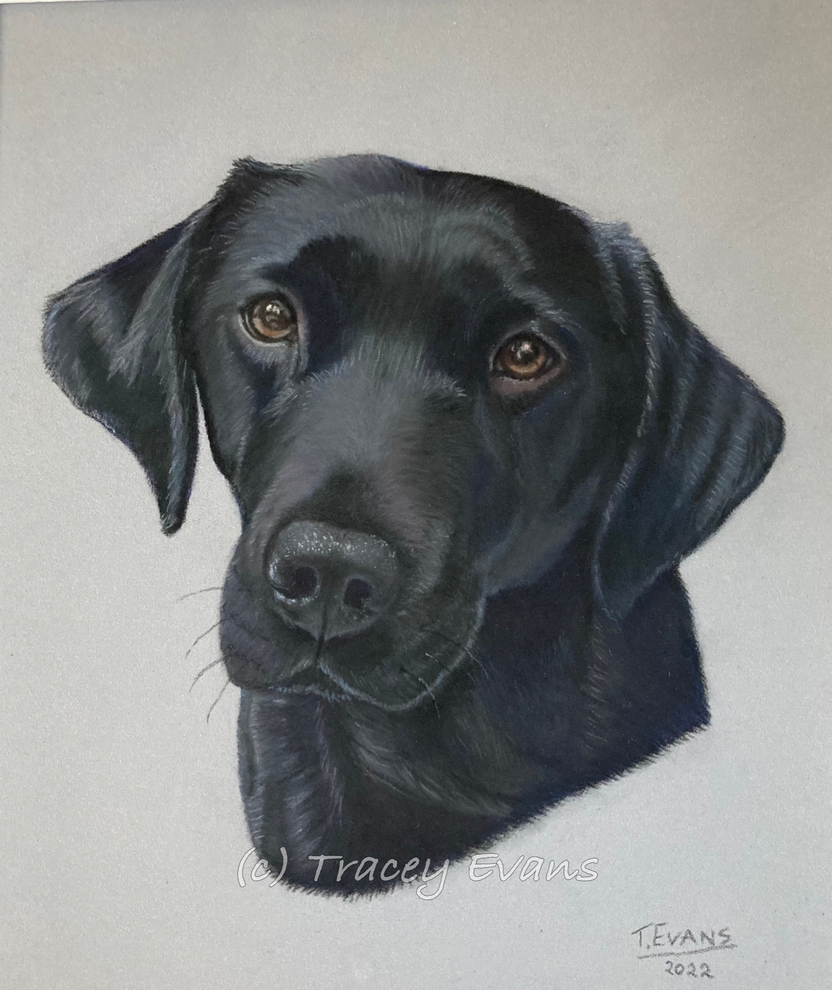 Black Labrador, London