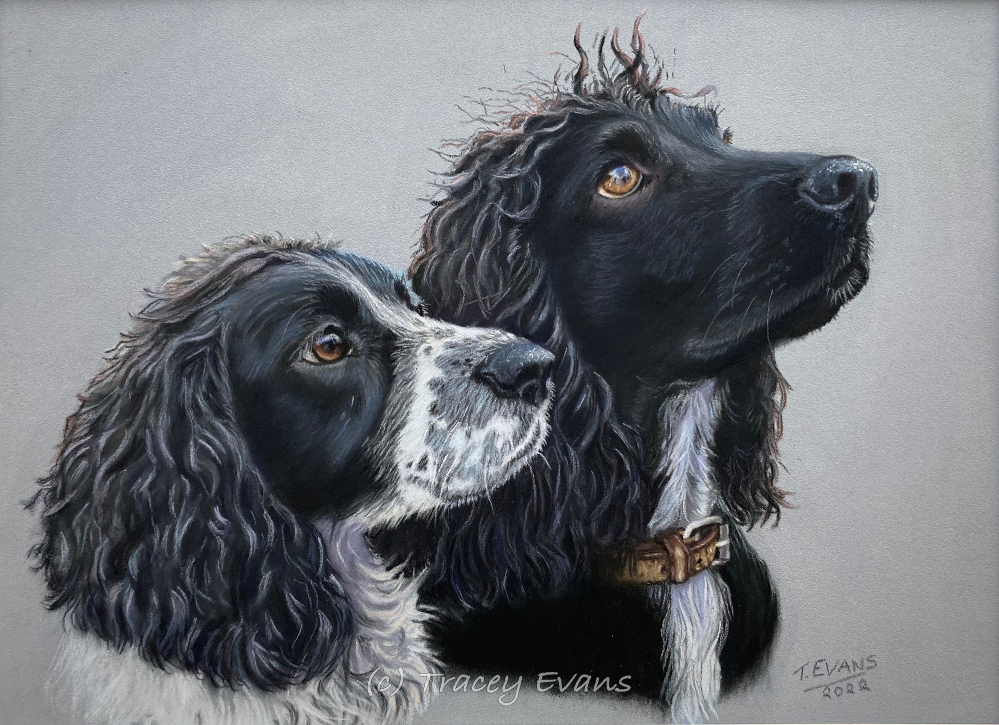 Springer Spaniels
