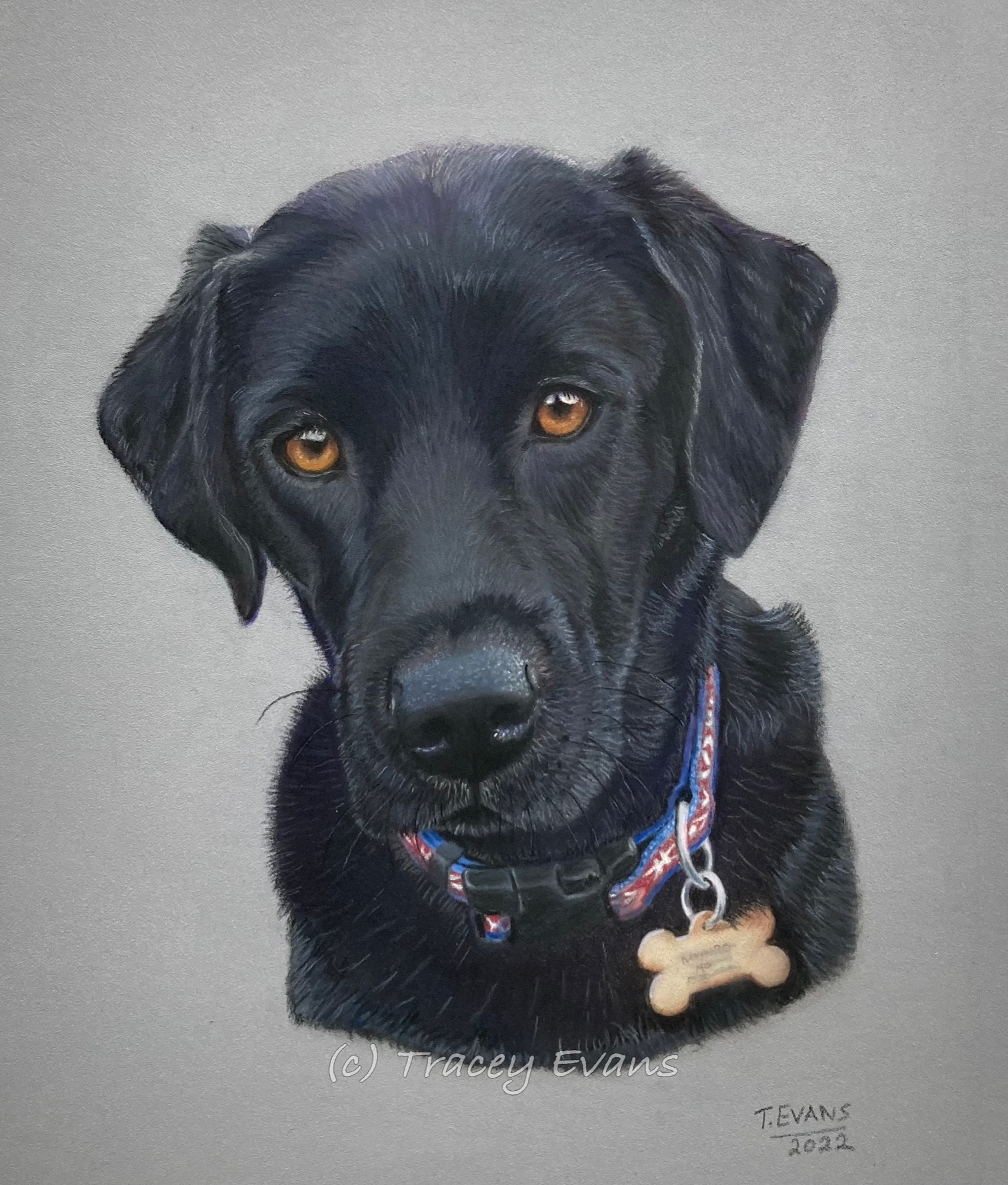 Labrador, Black Labrador, Wantage
