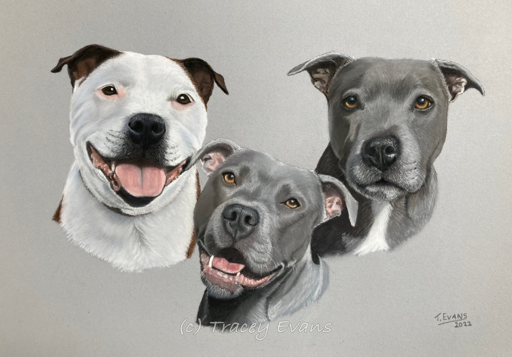 Staffordshire Bull Terriers