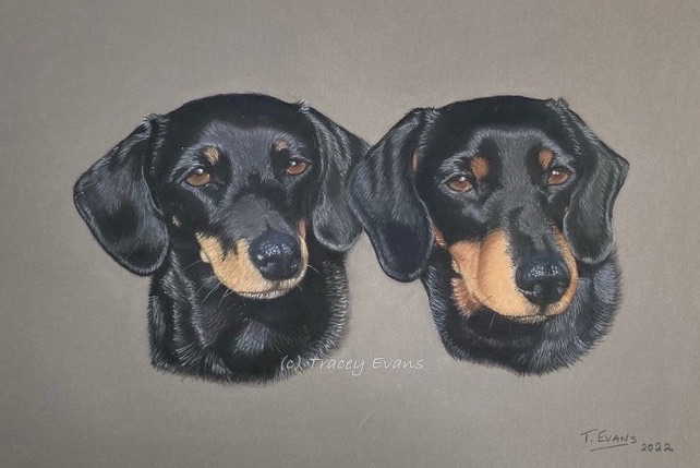 Dachshund