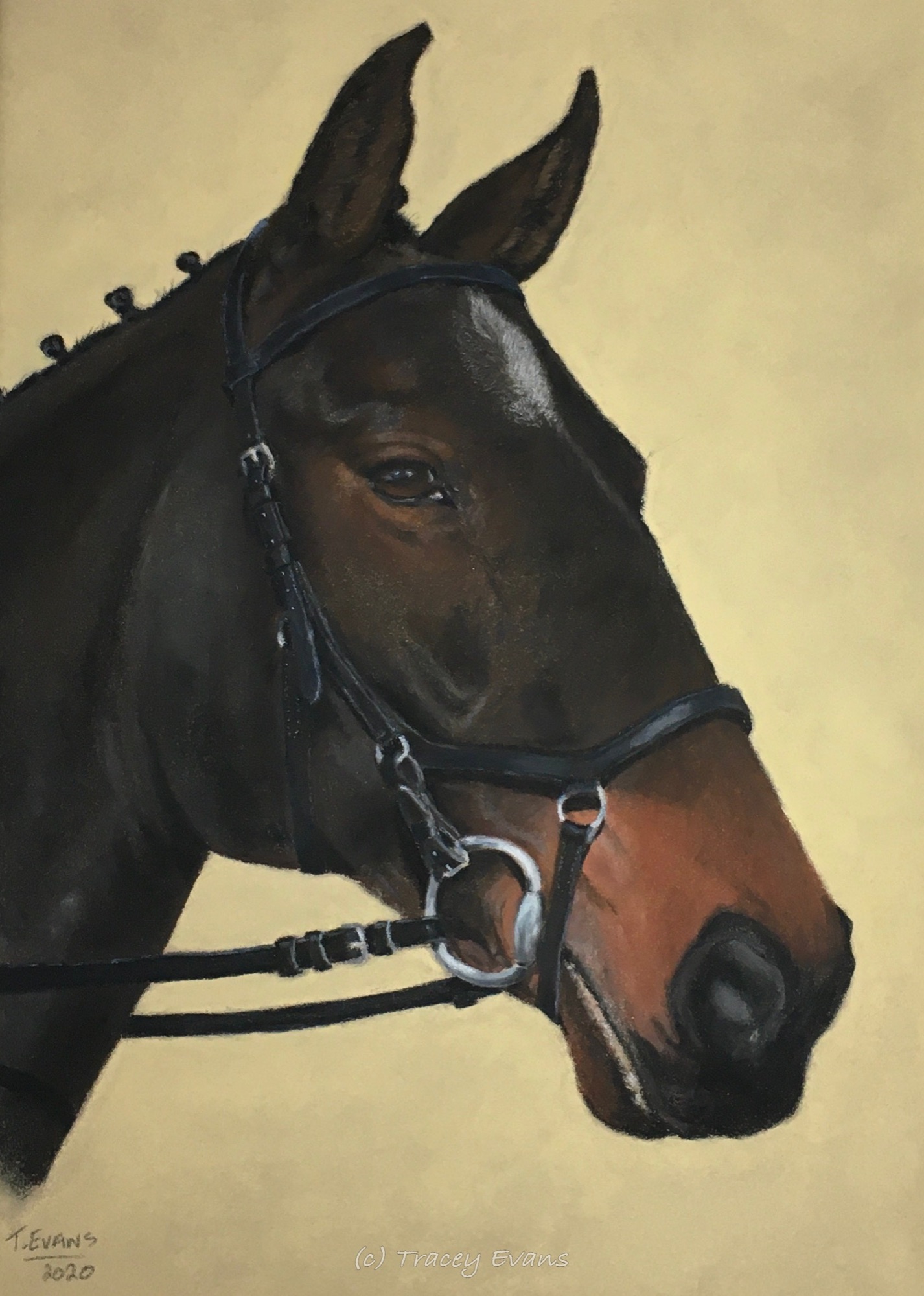 Bay Mare