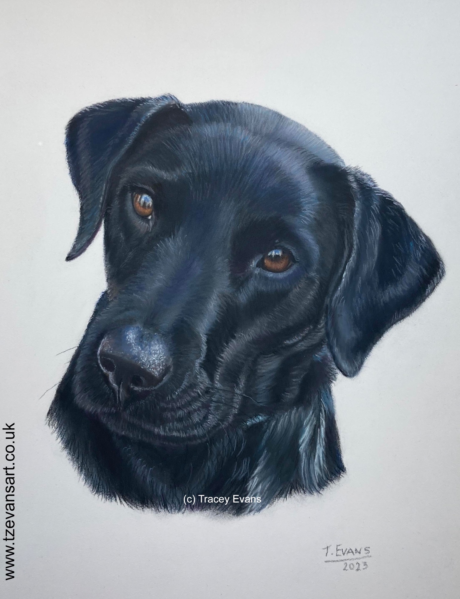 Black Labrador, Labrador, Hermitage