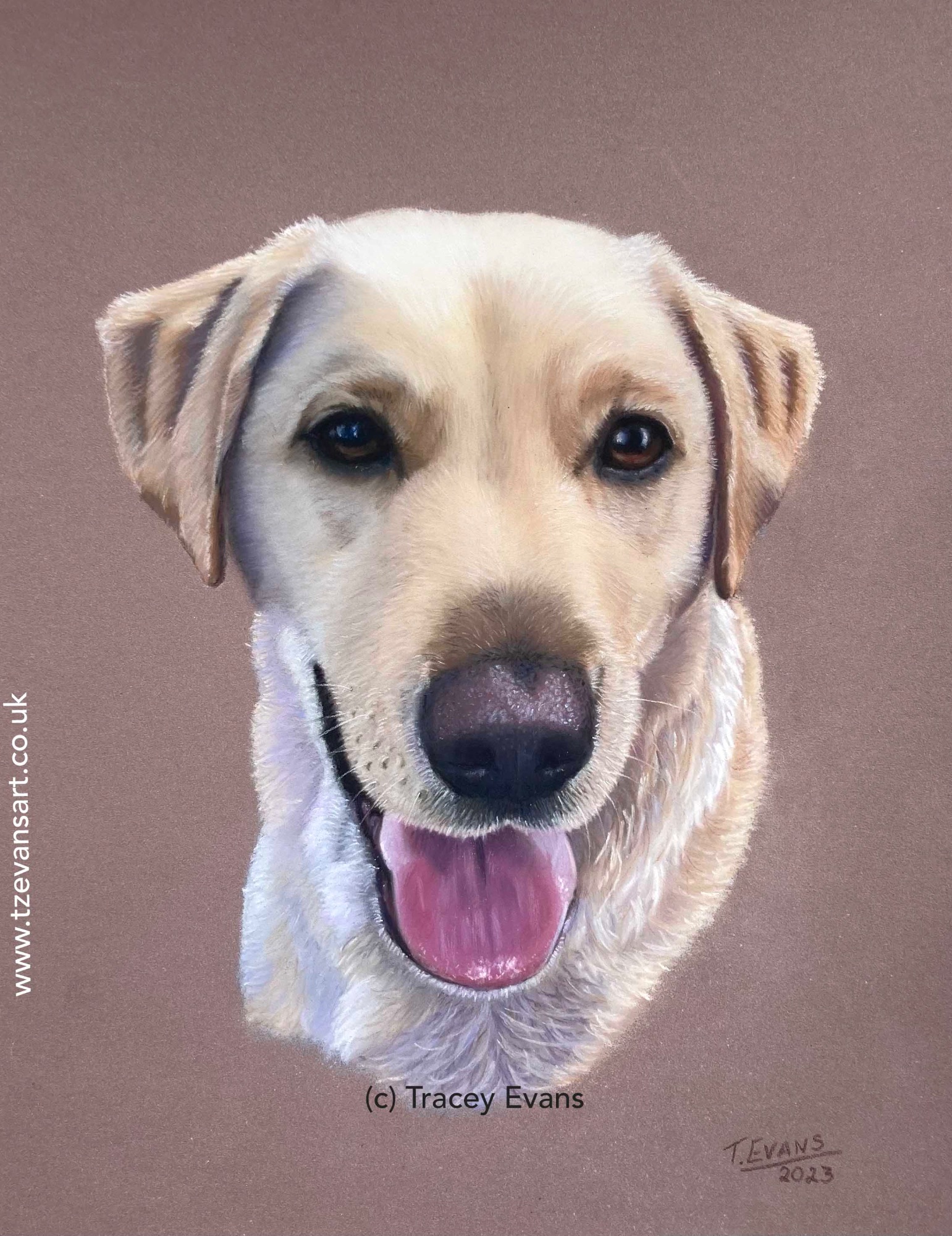 Yellow Labrador, Lambourn