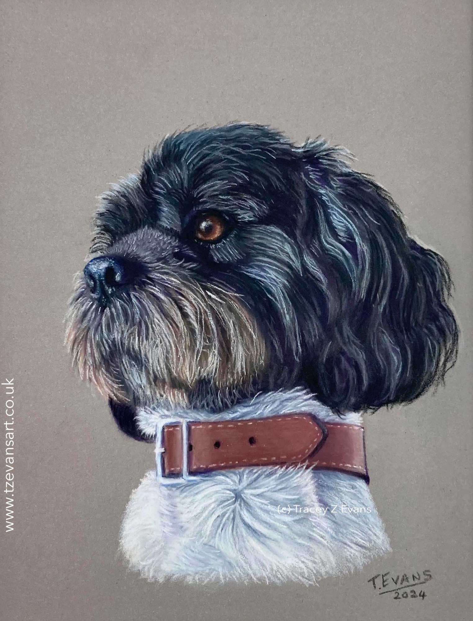 Shih Tzu