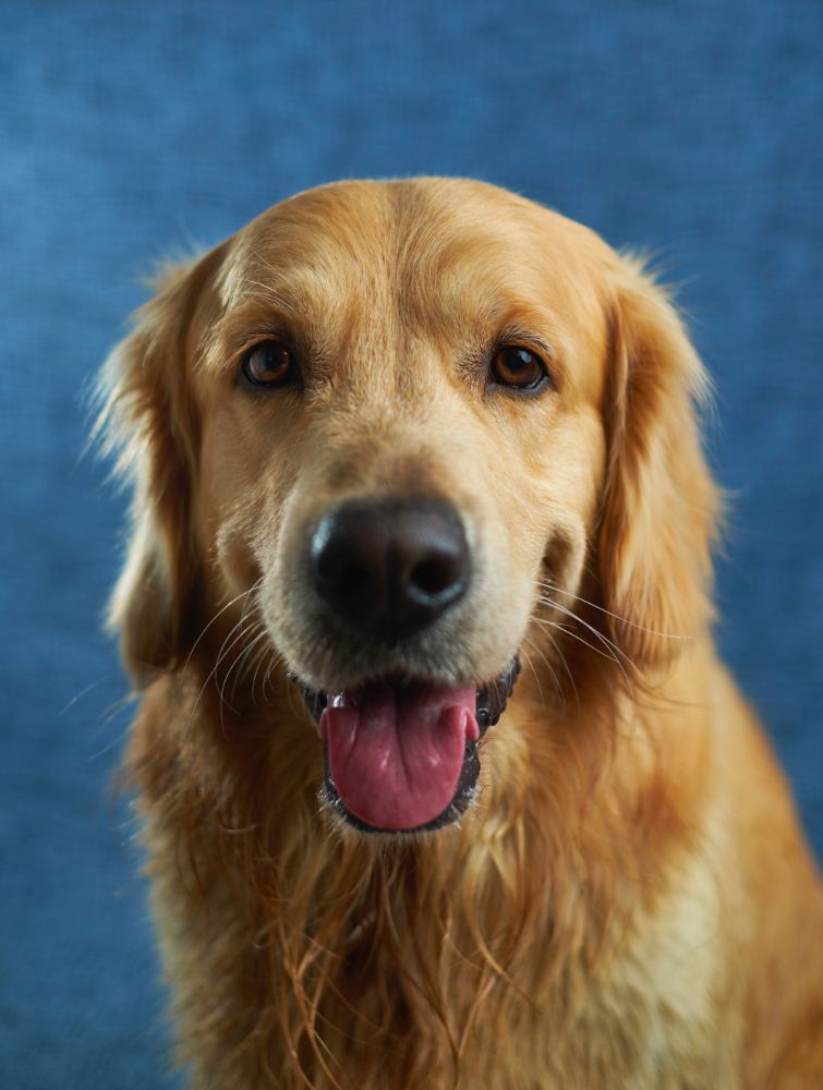 Essential Goodness Natural Dog Food