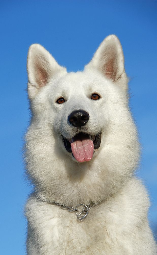Large Breed Recipes