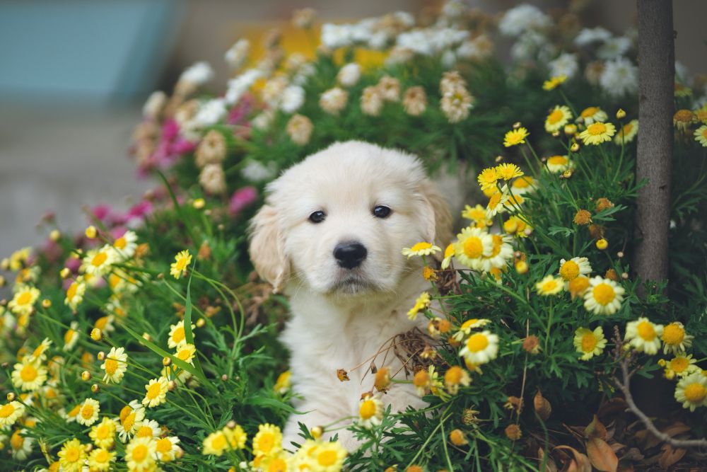 Puppy Recipes