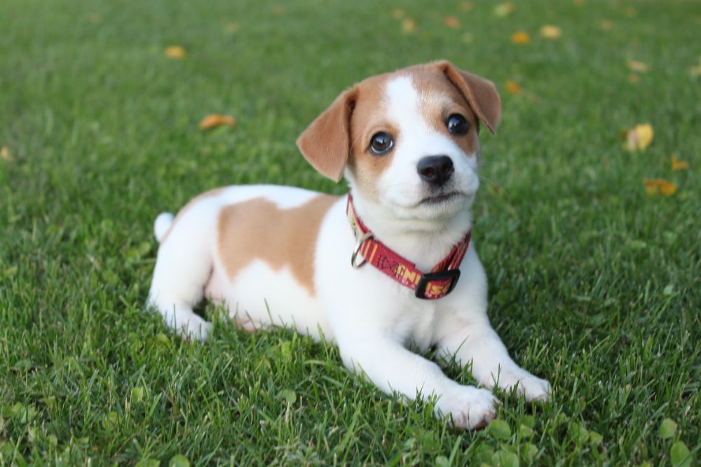 Small Breed Puppy Kibble