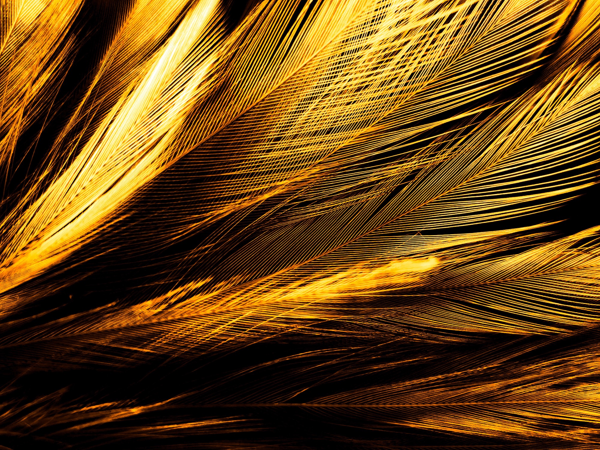 layers golden textured feathers which seem to be glistening within the sun 