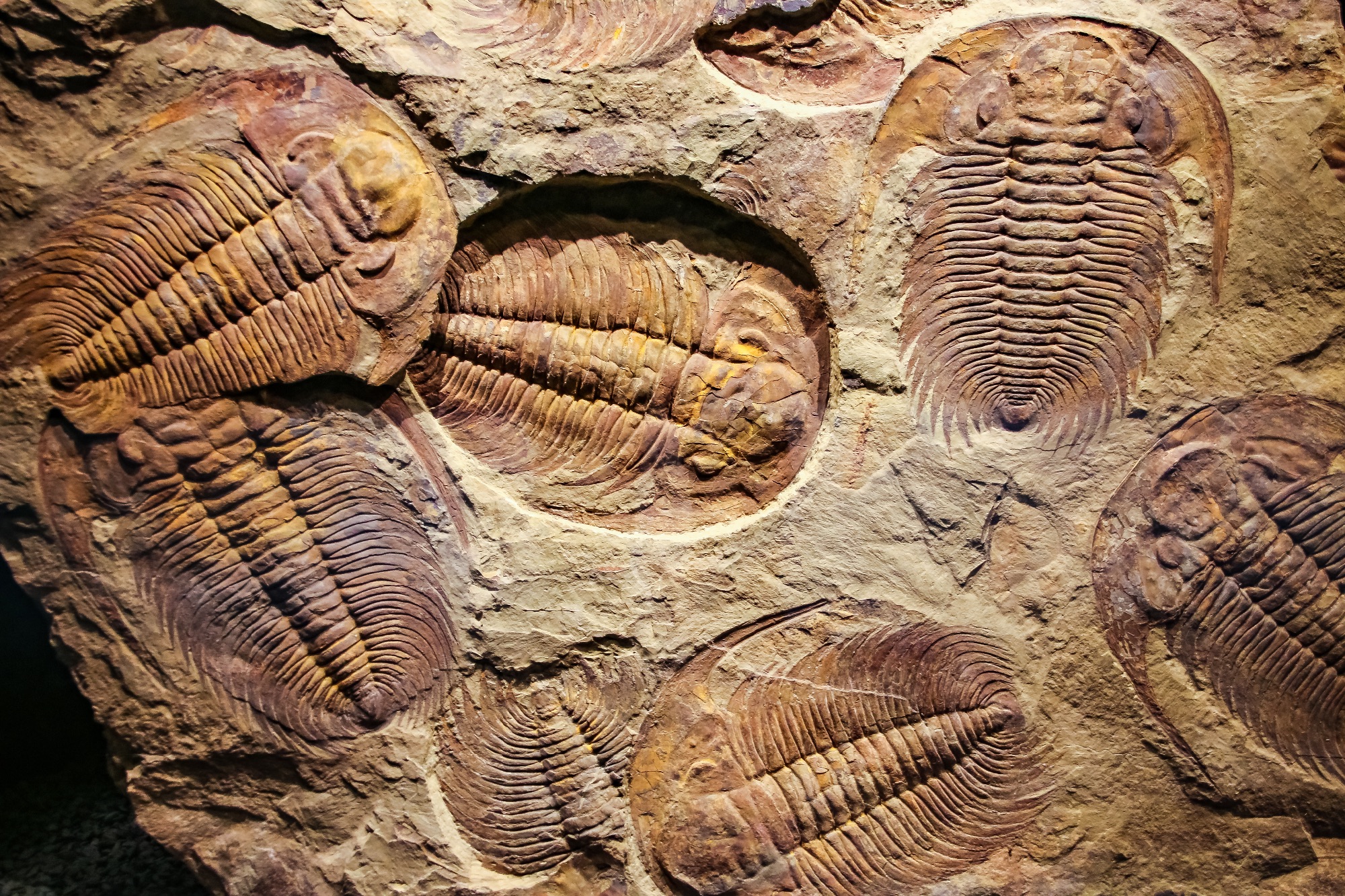 seven fossil trilobites layed overlapping eachother fossilsed with a light coloured stone matrix