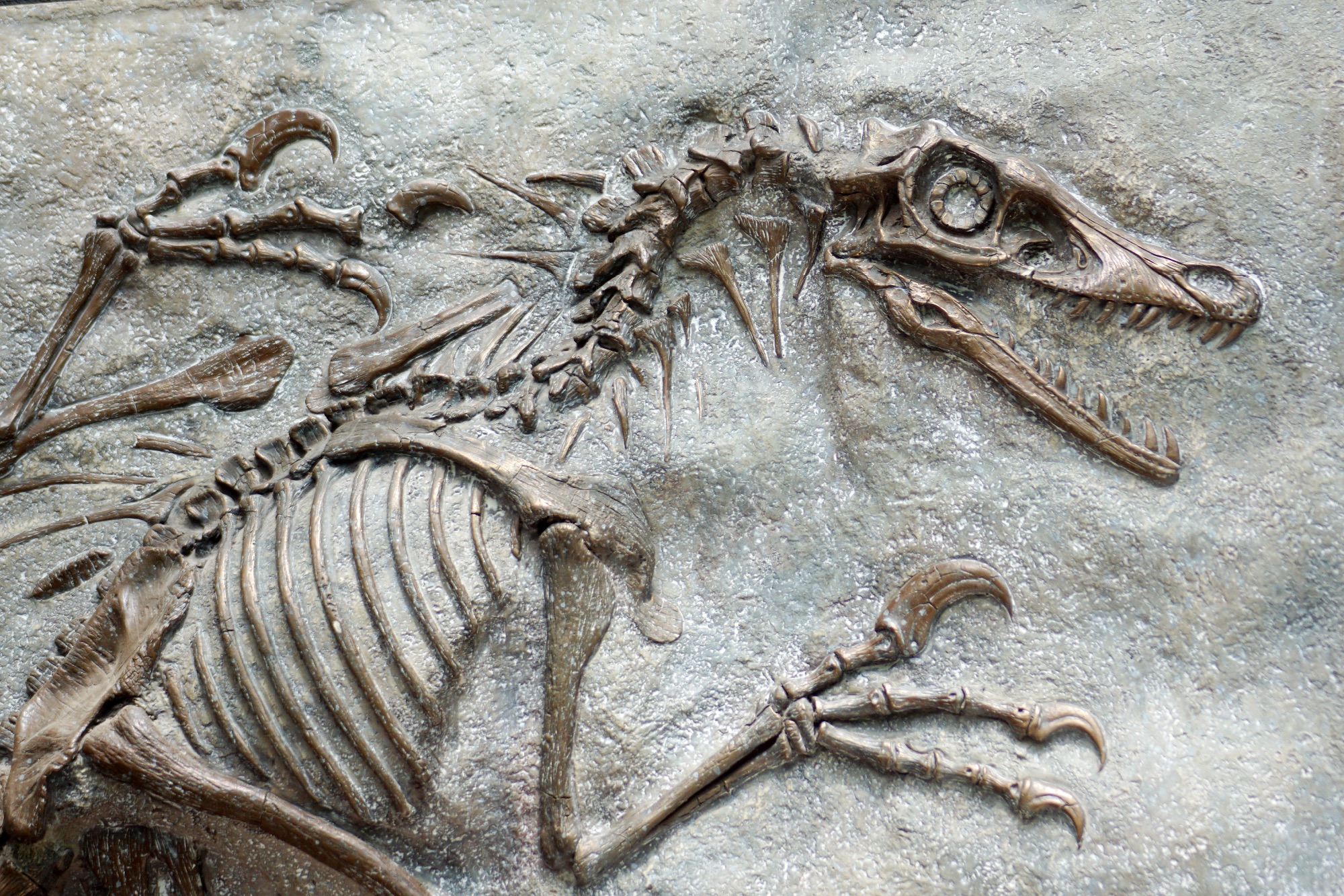 A Dinosaur fossil skeleton with firce large claws and with its mouth wide open to reveal many sharp teeth.