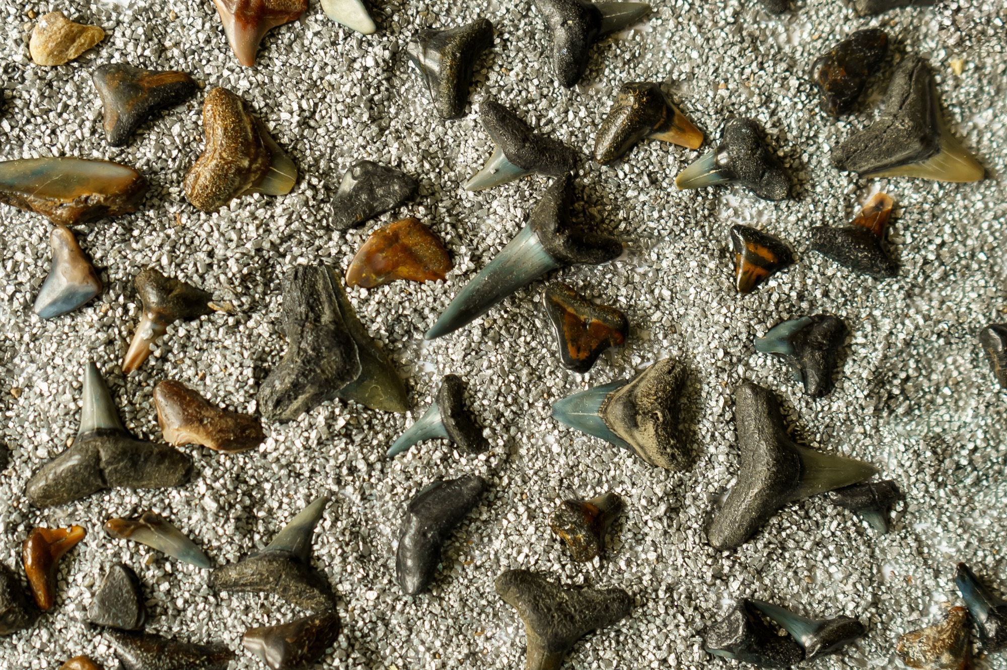 lots of fossilised shark teeth carelessy thrown down to form a pattern on top of dry light coloured sand. The shark teeth are varied in colour feom a burnt orange to a light grey.