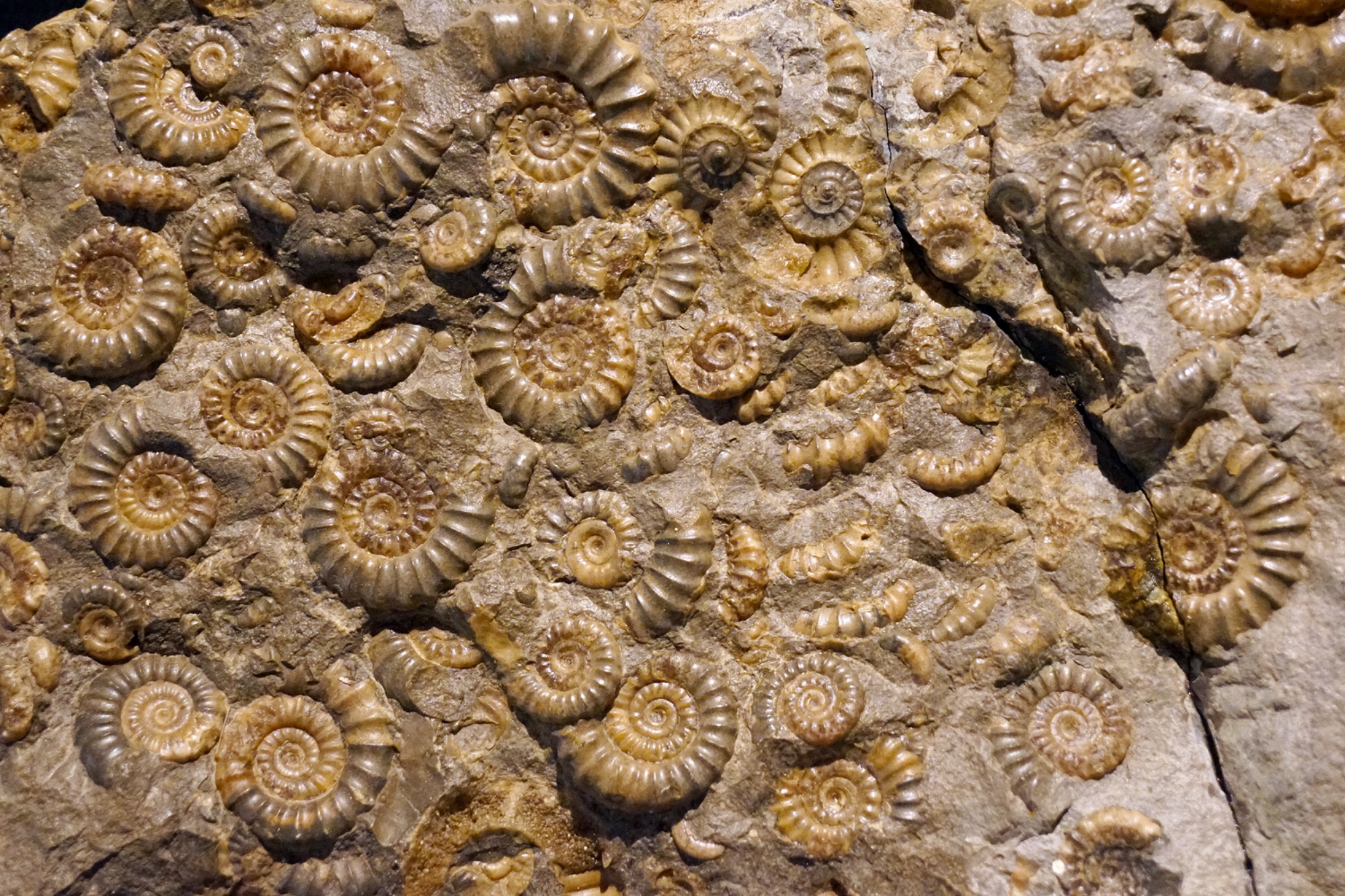 a large cluster of fossilised ammonites overlapping eachother and embedded into a light coloured sandy stone