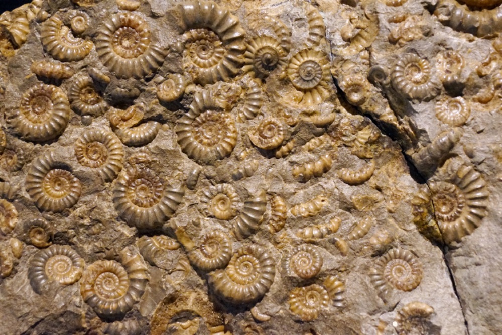 Fossils under £50