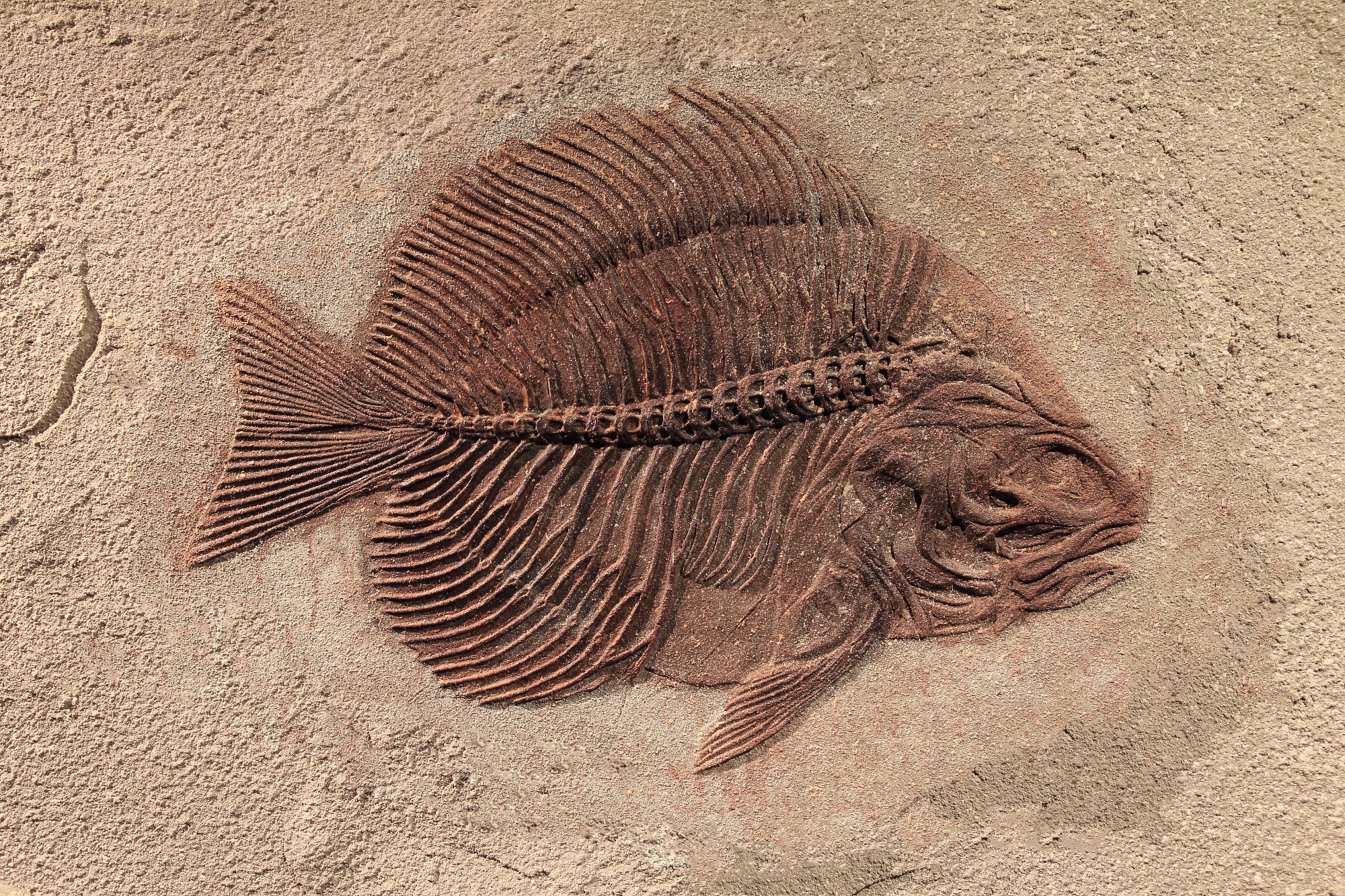 A superb and complete fossil fish with large spines. The fish is preserved within a sand coloured stone.