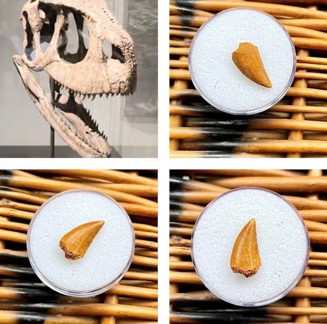 (Nosasaur-Abelisaur) Rugops Primus aff. tooth, Cretaceous (145-66 myo)