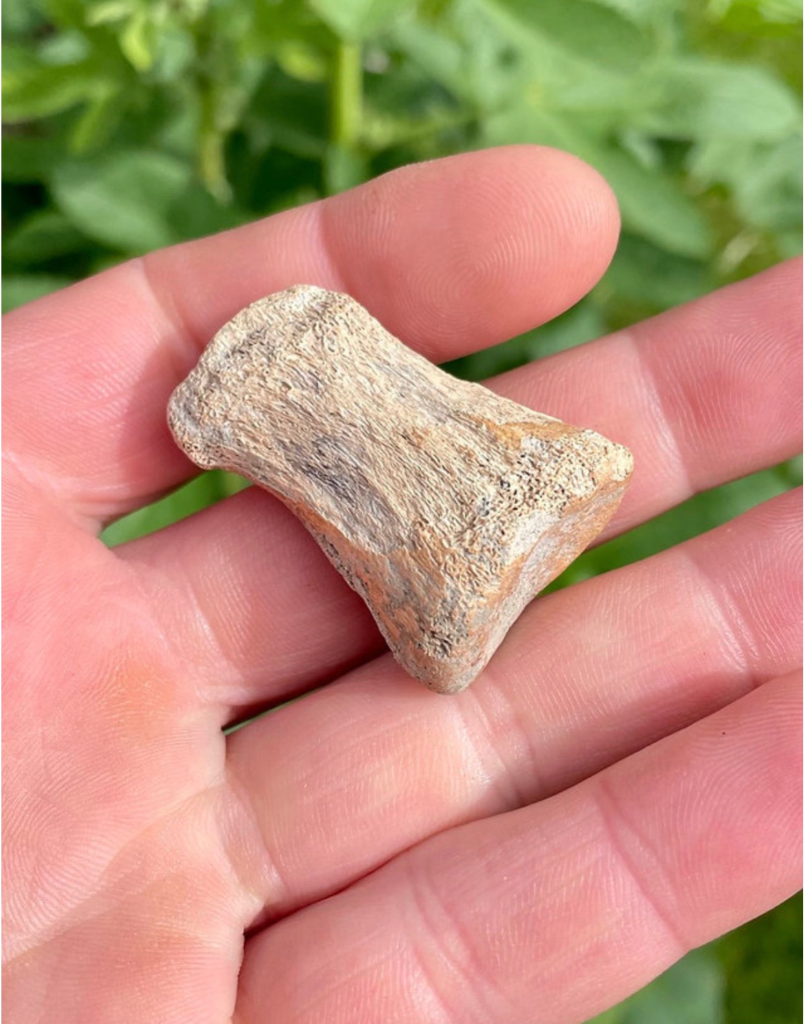 Edmontosaurus aff. Regalis toe Bone fossil (North America) Cretaceous