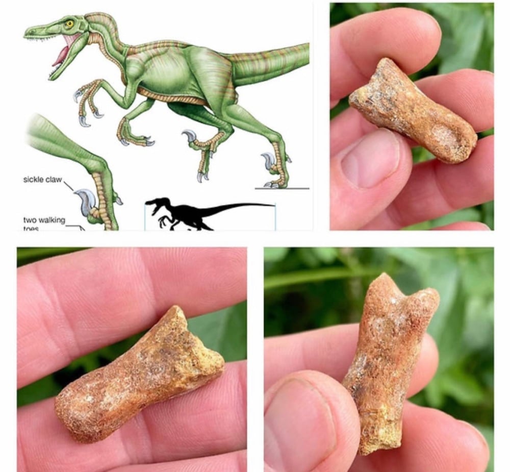 Dromaeosaur sp. cretaceous (North Africa) Raptor toe bone. Theropod. indet