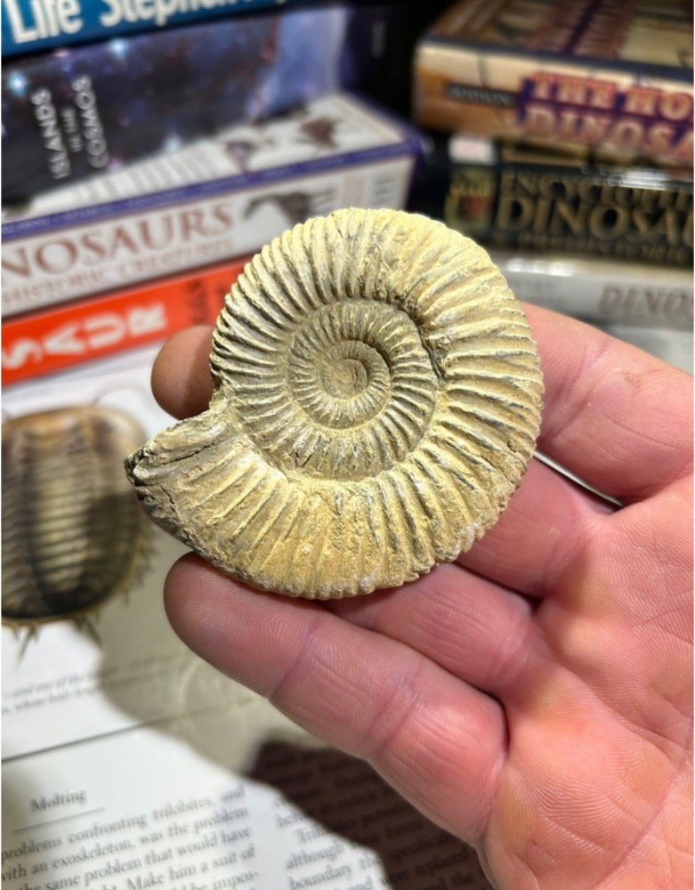 Perisphinctes Ammonite fossil, Jurassic era, Madagascar.