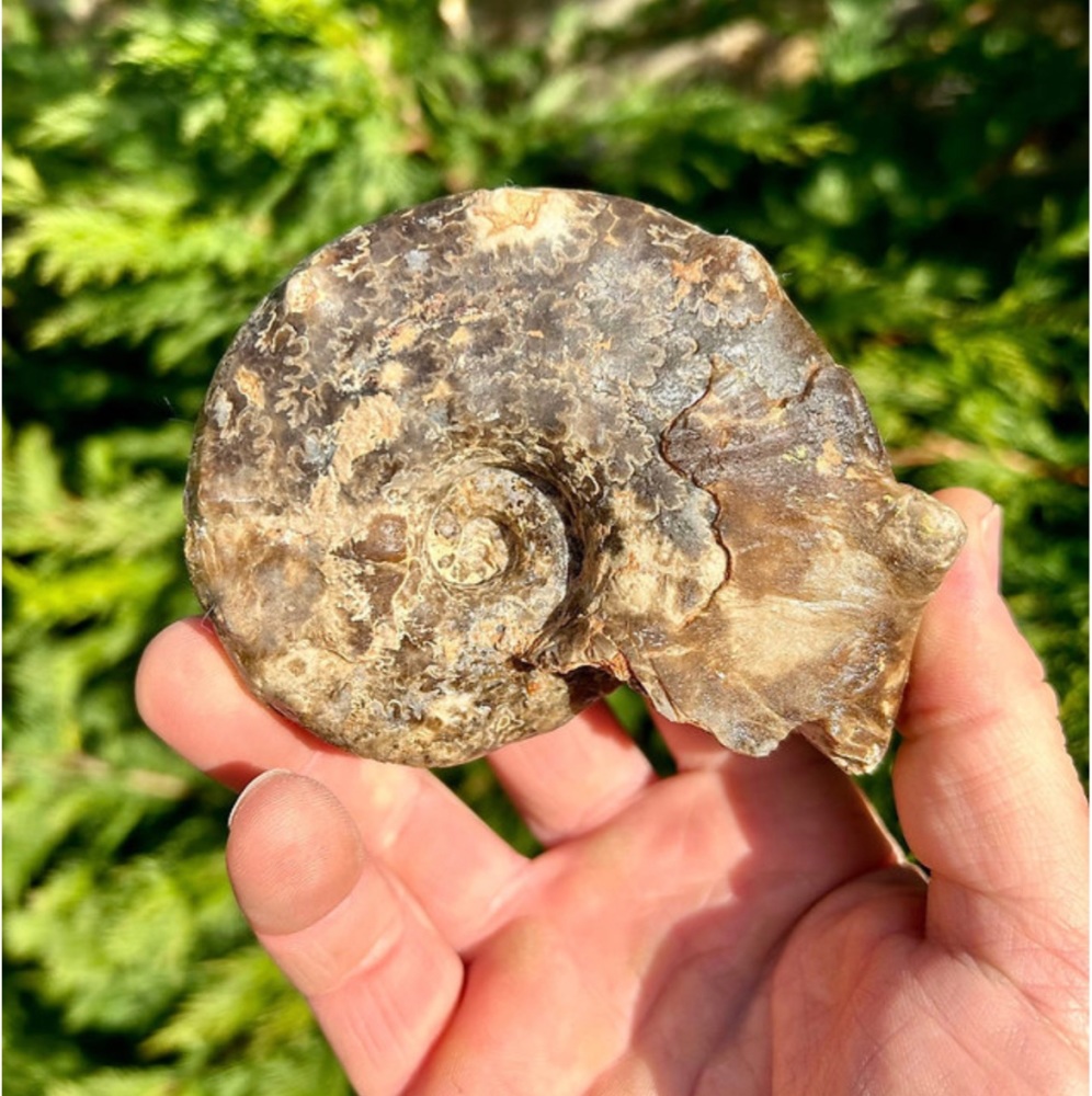 Euaspidoceras sp. Ammonite fossil, Middle Jurassic era, France.
