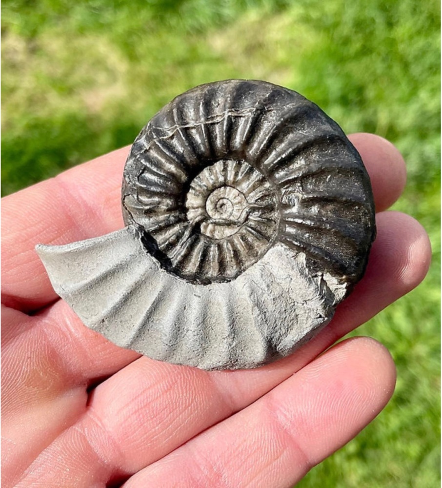 Androgynoceras maculate, Jurassic Ammonite,UK, Robin Hood bay