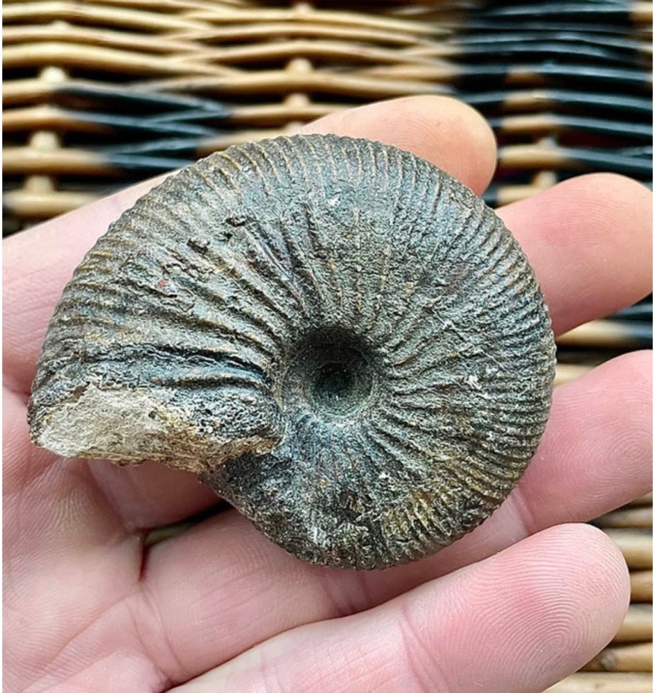 Kosmoceras sp. Ammonite, Jurassic. Ashton Keynes UK.