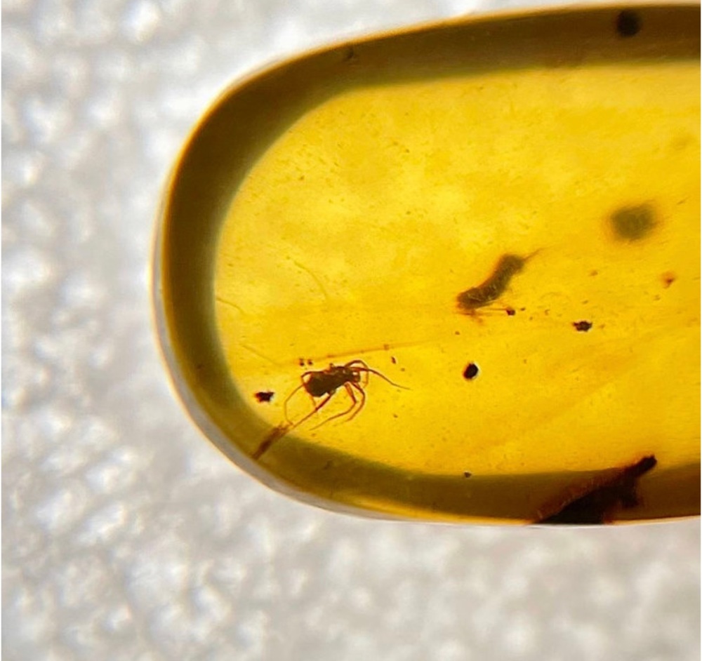 Cretaceous Amber with spider and beetle inclusion, 66-100 myo.