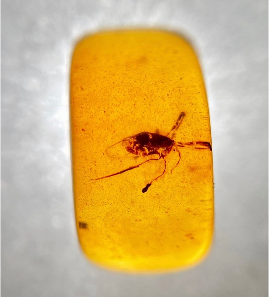 Cretaceous Amber with long legged insect inclusion, 66-100 myo.
