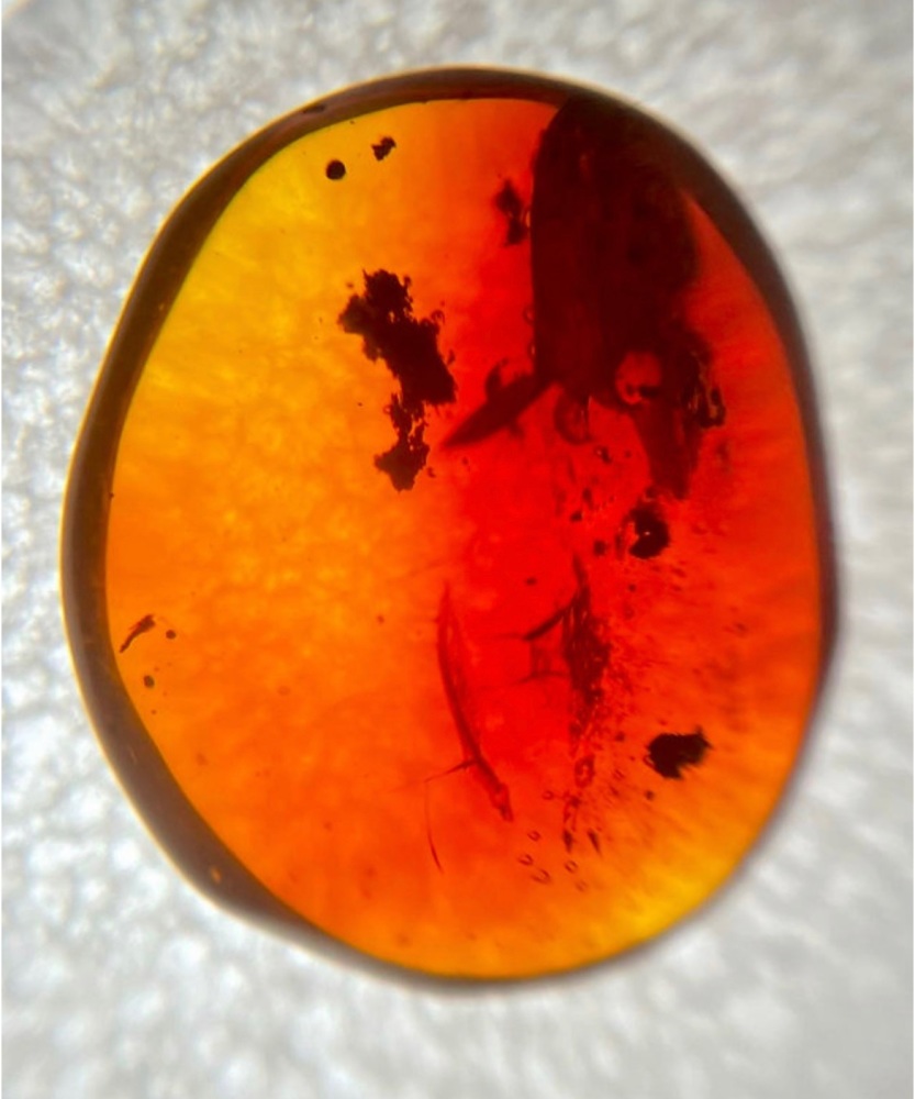 Cretaceous Amber with plant inclusion, 66-100 myo.