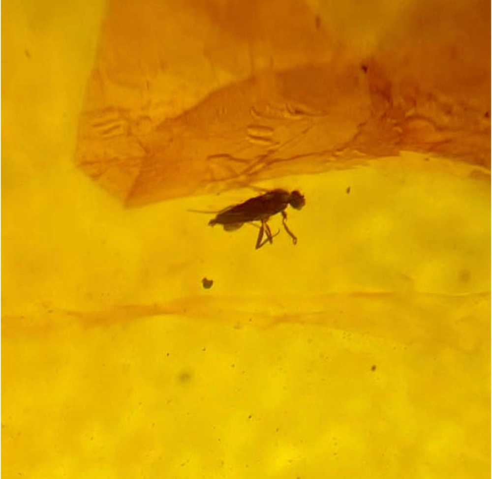 Large Cretaceous Amber with 2 inclusion, 66-100 myo.