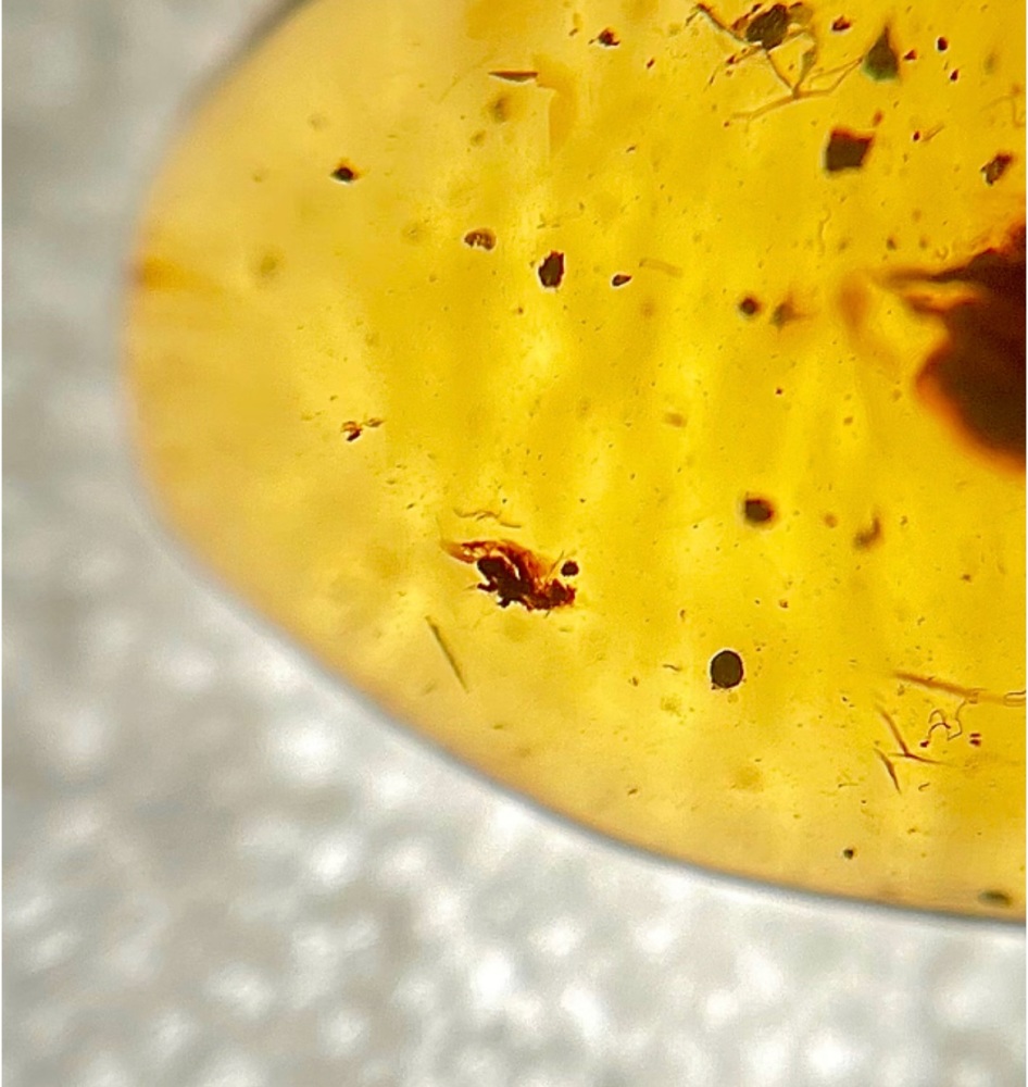 Cretaceous Amber with inclusion, 66-100 myo.