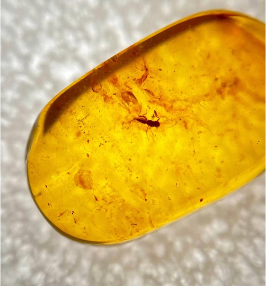 Cretaceous Amber with inclusion, 66-100 myo.
