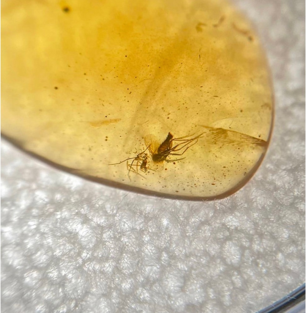 Cretaceous Amber with double inclusion, 66-100 myo.