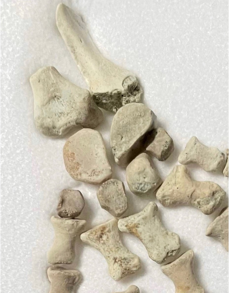 Captorhinus sp, Permian 251-299 Myo. Dolese quarry, Richards spur, USA