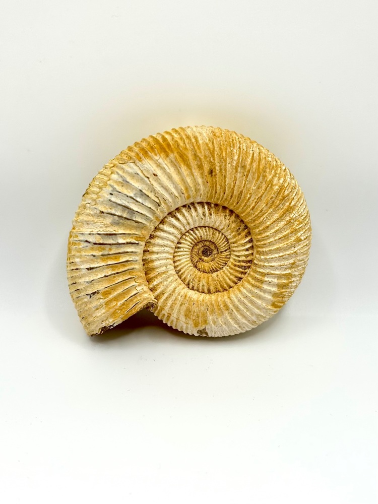 Perisphinctes Ammonite fossil, Jurassic era, Madagascar.