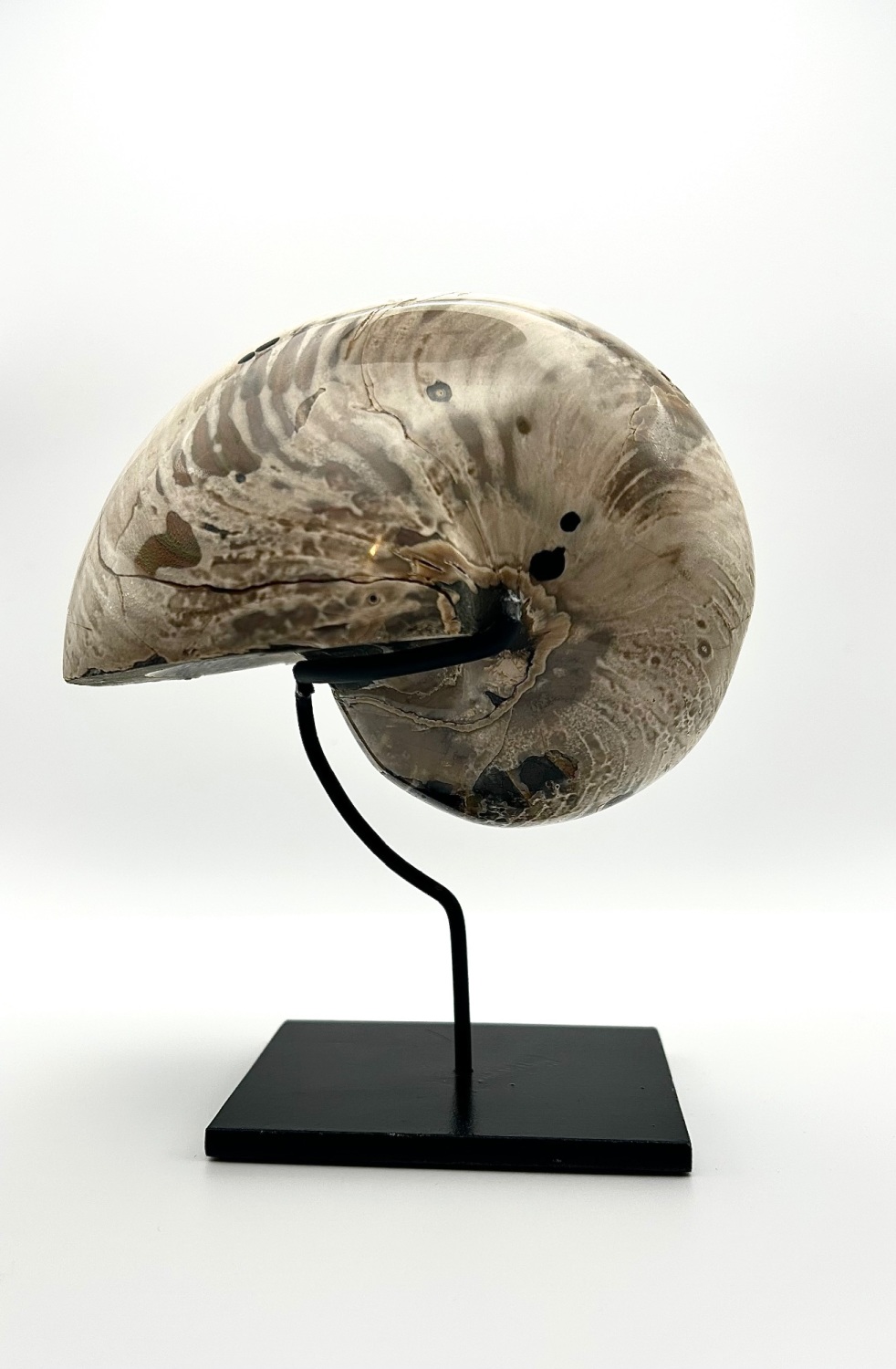 Large Nautilus fossil, Cymatoceras sp, chambered mollusc, Early Cretaceous,