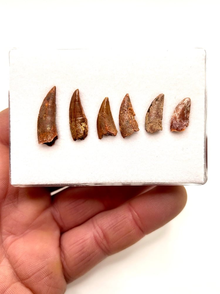 Set of Six Dinosaur teeth, North Africa, Cretaceous. With Perspex box.